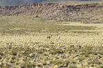 atacama